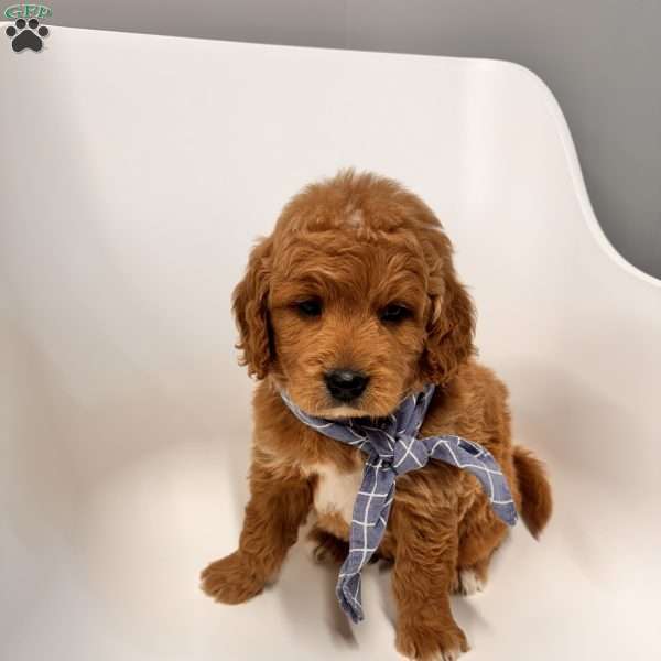 Ace, Goldendoodle Puppy