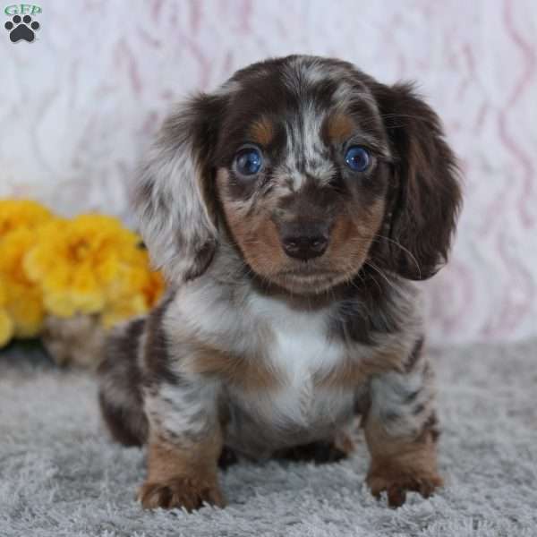 Vincent, Dachshund Puppy