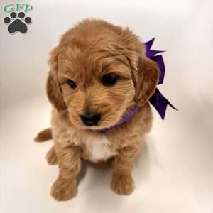 Ella, Goldendoodle Puppy