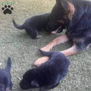 Dolche, German Shepherd Puppy
