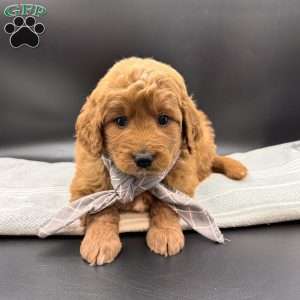 Dirk, Goldendoodle Puppy