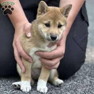 Lucy, Shiba Inu Puppy