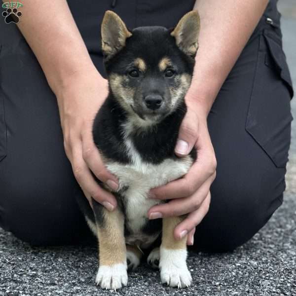 Duke, Shiba Inu Puppy