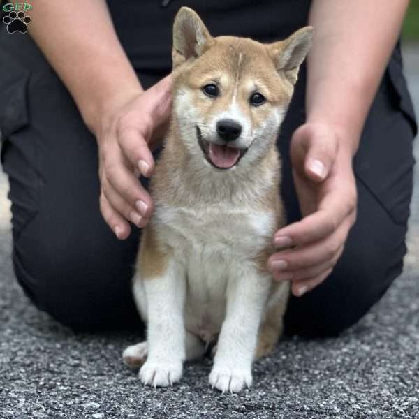 Max, Shiba Inu Puppy