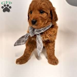 Dirk, Goldendoodle Puppy