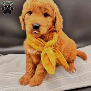 Leo, Goldendoodle Puppy