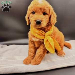Leo, Goldendoodle Puppy