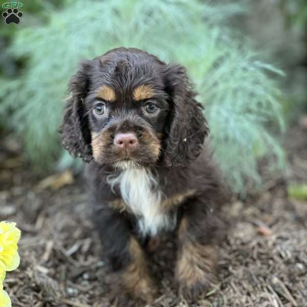 Thea, Cocker Spaniel Puppy