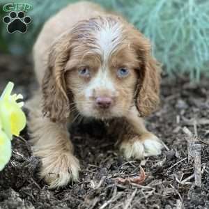 Tessa, Cocker Spaniel Puppy