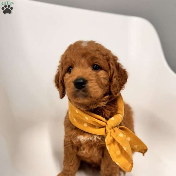 Leo, Goldendoodle Puppy