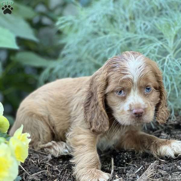 Tessa, Cocker Spaniel Puppy