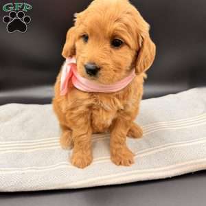 Kara, Goldendoodle Puppy