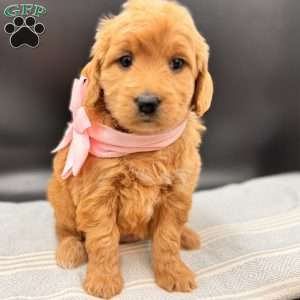 Kara, Goldendoodle Puppy