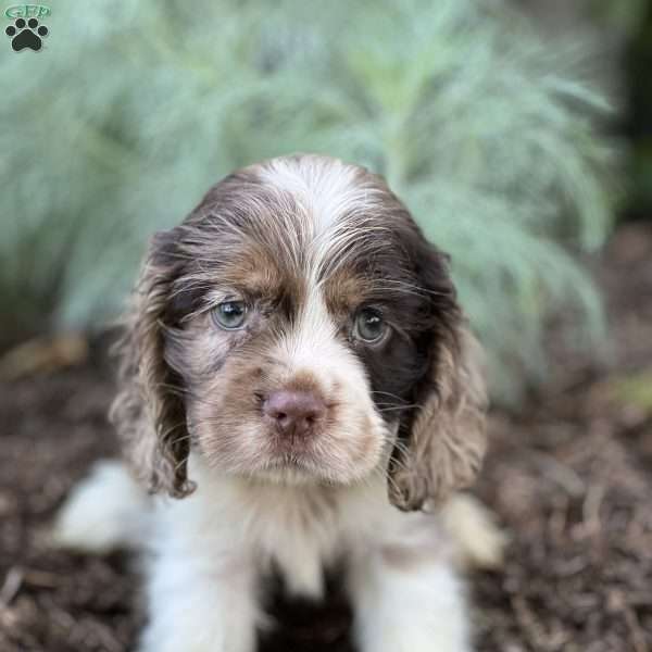 Taki, Cocker Spaniel Puppy