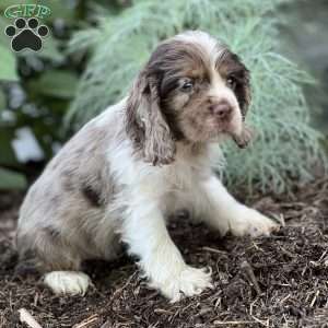 Taki, Cocker Spaniel Puppy