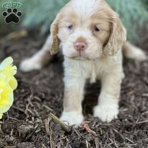 Candy, Cocker Spaniel Puppy