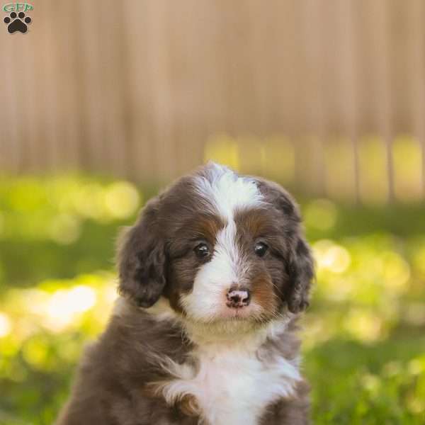 Nolan, Mini Bernedoodle Puppy