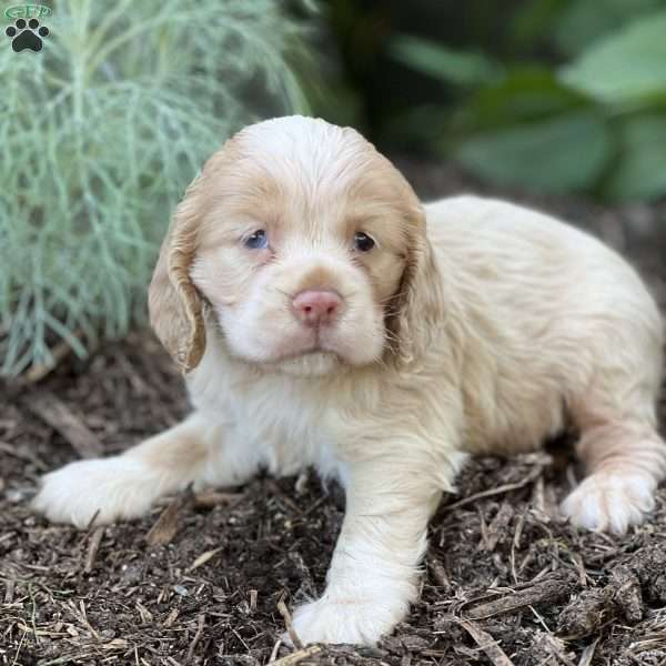 Candy, Cocker Spaniel Puppy
