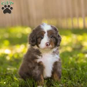Nolan, Mini Bernedoodle Puppy