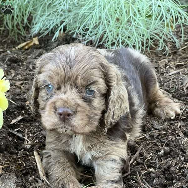 Camille, Cocker Spaniel Puppy