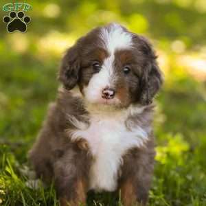 Nolan, Mini Bernedoodle Puppy