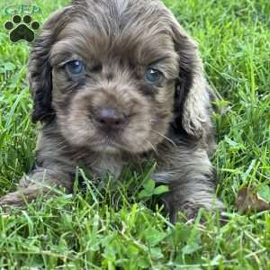 Camille, Cocker Spaniel Puppy