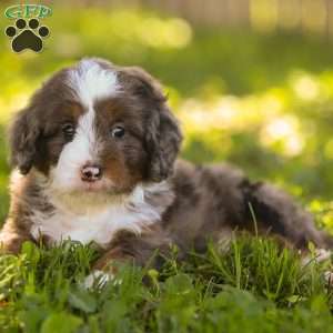 Nolan, Mini Bernedoodle Puppy