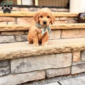 Bo, Goldendoodle Puppy
