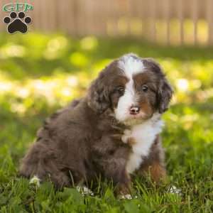 Nolan, Mini Bernedoodle Puppy