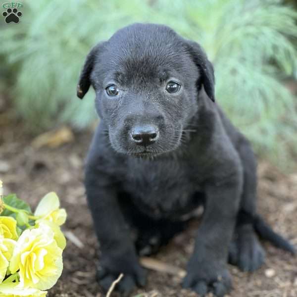 Selena, Black Labrador Retriever Puppy