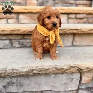 Leo, Goldendoodle Puppy