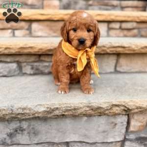 Leo, Goldendoodle Puppy