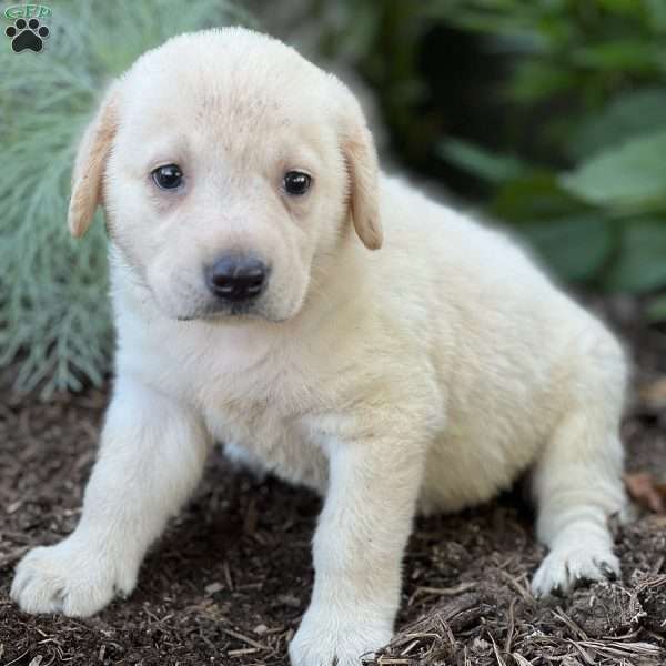 Seth, Yellow Labrador Retriever Puppy