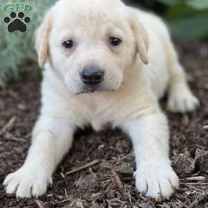 Seth, Yellow Labrador Retriever Puppy