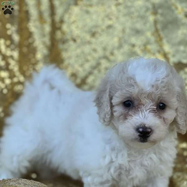 Cooper, Bich-Poo Puppy