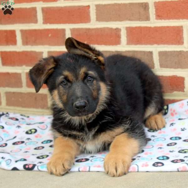 Ian, German Shepherd Puppy