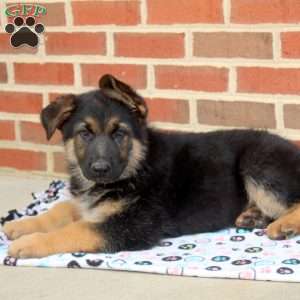 Ian, German Shepherd Puppy