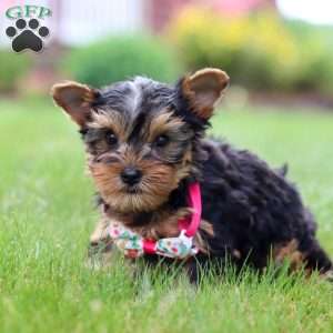 Iris, Yorkie Puppy
