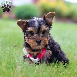 Iris, Yorkie Puppy