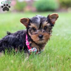 Iris, Yorkie Puppy