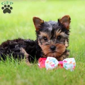 Iris, Yorkie Puppy