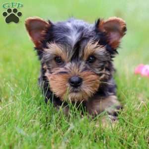 Iris, Yorkie Puppy