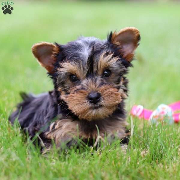 Iris, Yorkie Puppy