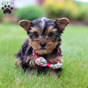 Iris, Yorkie Puppy