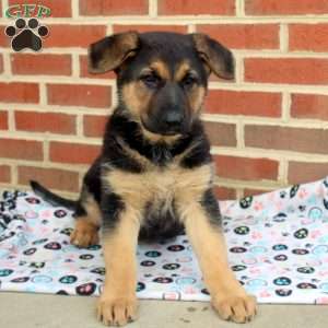 Isla, German Shepherd Puppy