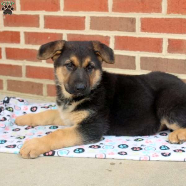 Isla, German Shepherd Puppy