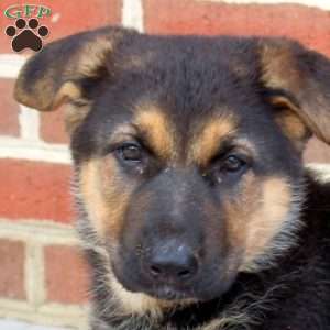 Isla, German Shepherd Puppy