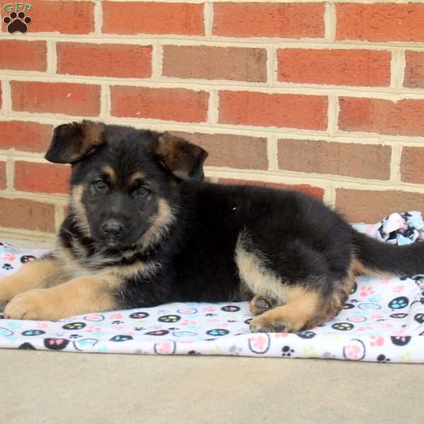Ivan, German Shepherd Puppy