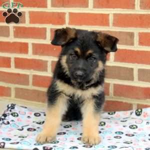 Ivan, German Shepherd Puppy