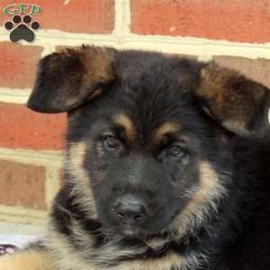 Ivan, German Shepherd Puppy